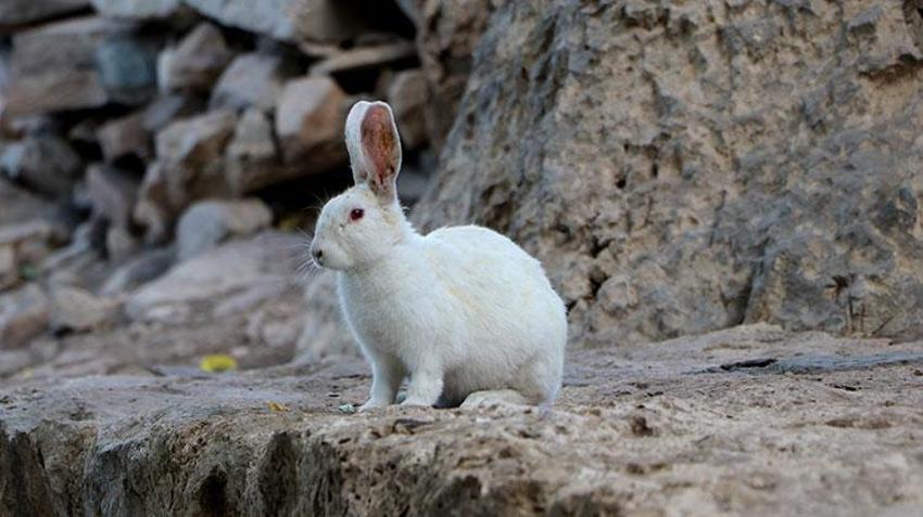 Akdamar Adası tavşan istilası altında! Tarihi Kiliseyi çökme tehlikesi altında