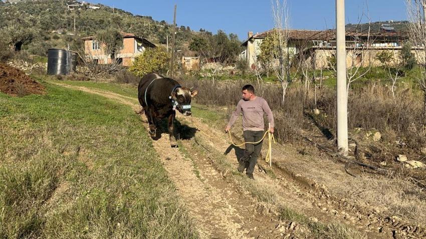 Aydın'da boğa güreşi hazırlığı! Karizma yarışmaya hazırlanıyor