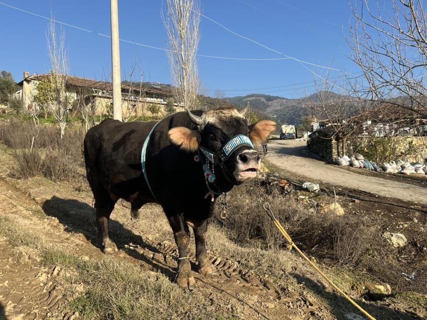 Aydın'da boğa güreşi hazırlığı! Karizma yarışmaya hazırlanıyor