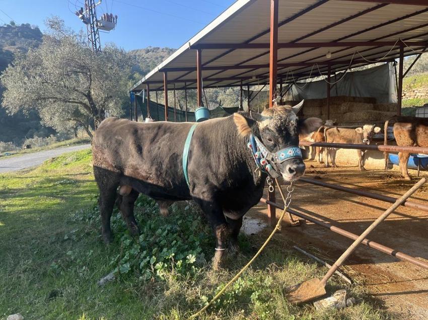 Aydın'da boğa güreşi hazırlığı! Karizma yarışmaya hazırlanıyor