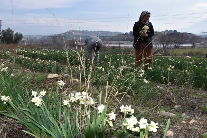 Hobi olarak başladı geçim kaynağı oldu: 4 yıl önce başladı şimdi 5 bin kök çiçeğe ulaştı