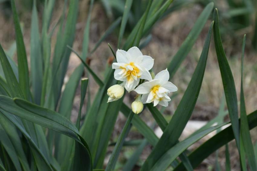 Hobi olarak başladı geçim kaynağı oldu: 4 yıl önce başladı şimdi 5 bin kök çiçeğe ulaştı
