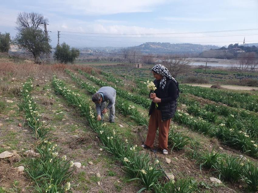 Hobi olarak başladı geçim kaynağı oldu: 4 yıl önce başladı şimdi 5 bin kök çiçeğe ulaştı