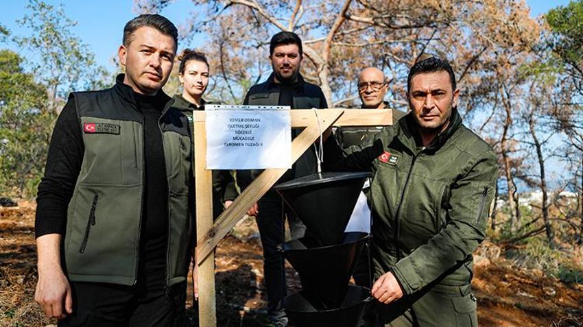 Antalya’da ormanları ele geçiren büyük tehlike! 3 - 4 milimetre 15 günde ağacı kurutuyor