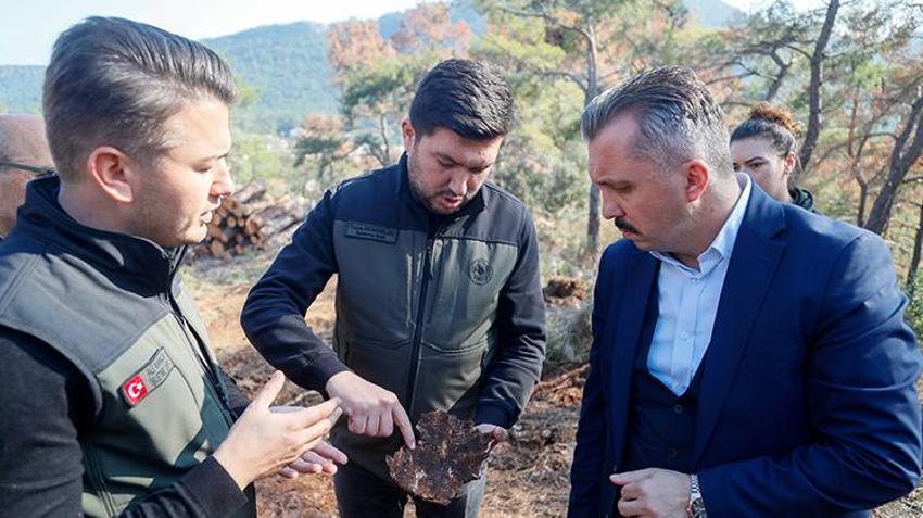 Antalya’da ormanları ele geçiren büyük tehlike! 3 - 4 milimetre 15 günde ağacı kurutuyor