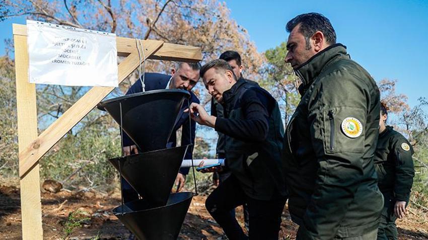 Antalya’da ormanları ele geçiren büyük tehlike! 3 - 4 milimetre 15 günde ağacı kurutuyor