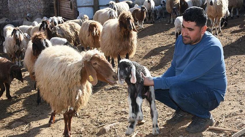 Tarım ve Orman Bakanlığı hayvancılık desteklerini 2025 yılında da artırarak devam ettiriyor! Malatya'da hayvanları telef olan vatandaşlar hayvancılık desteklerinden faydalandı