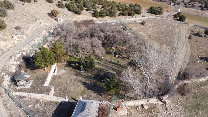 Yozgat'ta bulunan bu ağaçlar tam 2 bin 600 yaşında