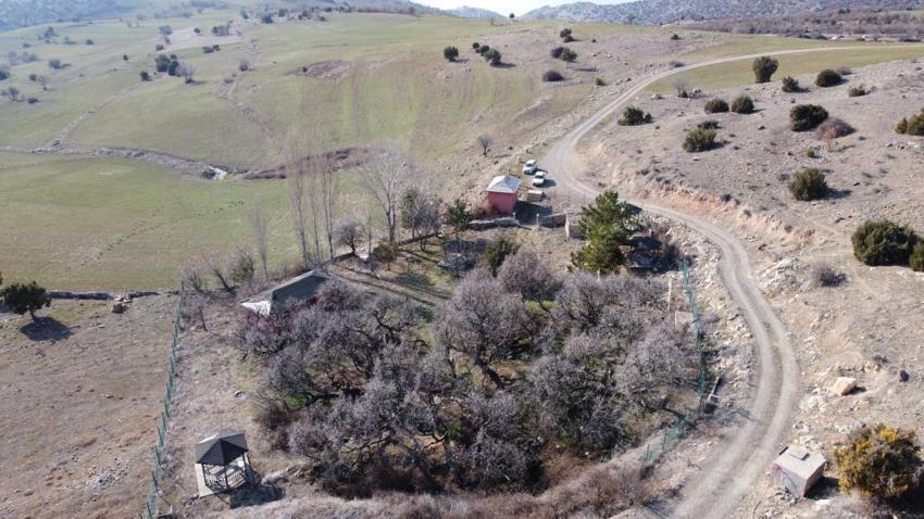 Yozgat'ta bulunan bu ağaçlar tam 2 bin 600 yaşında