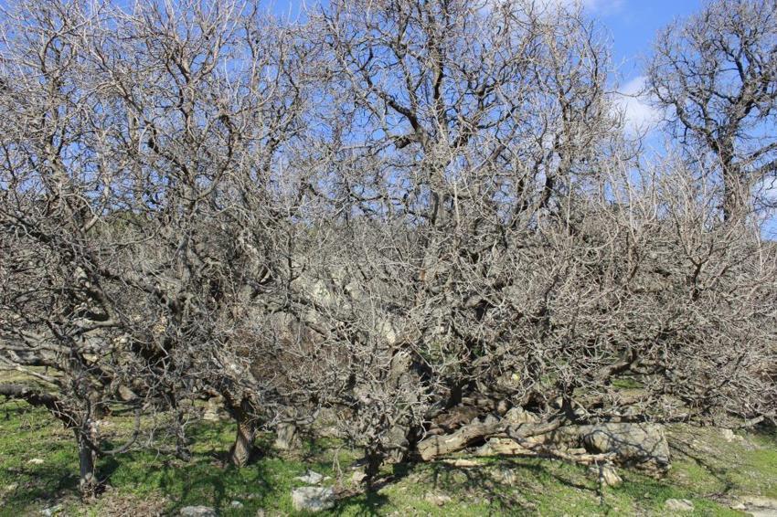 Yozgat'ta bulunan bu ağaçlar tam 2 bin 600 yaşında