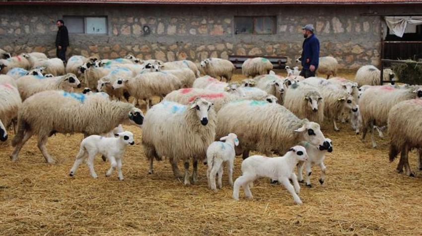 Bu koyunları gören inanamıyor: En az iki yavruluyor, günler içinde 30 kiloya ulaşıyor