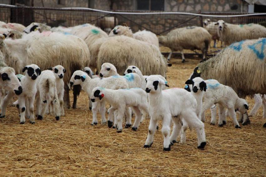 Bu koyunları gören inanamıyor: En az iki yavruluyor, günler içinde 30 kiloya ulaşıyor