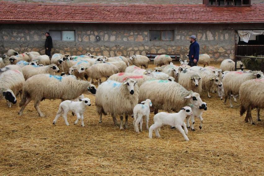 Bu koyunları gören inanamıyor: En az iki yavruluyor, günler içinde 30 kiloya ulaşıyor