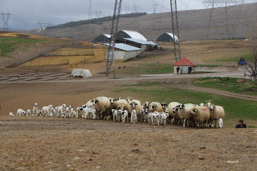 Bu koyunları gören inanamıyor: En az iki yavruluyor, günler içinde 30 kiloya ulaşıyor