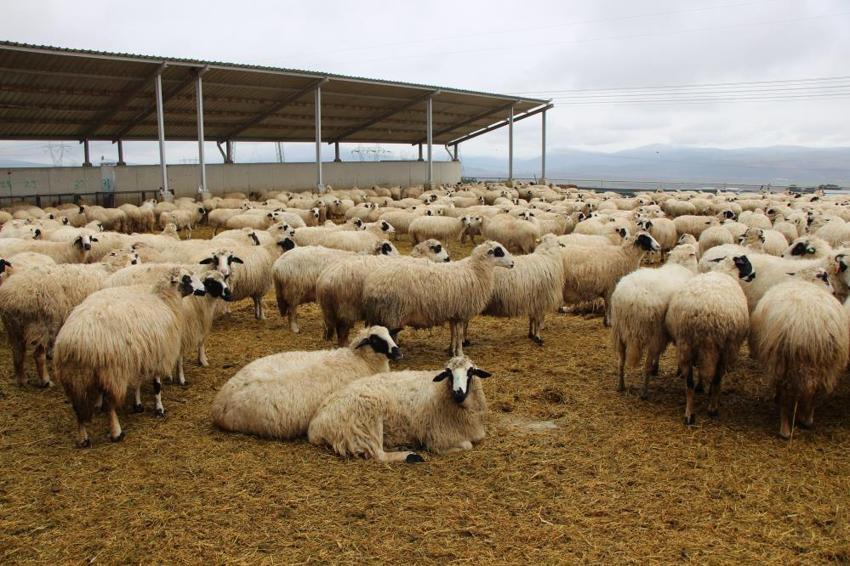 Bu koyunları gören inanamıyor: En az iki yavruluyor, günler içinde 30 kiloya ulaşıyor