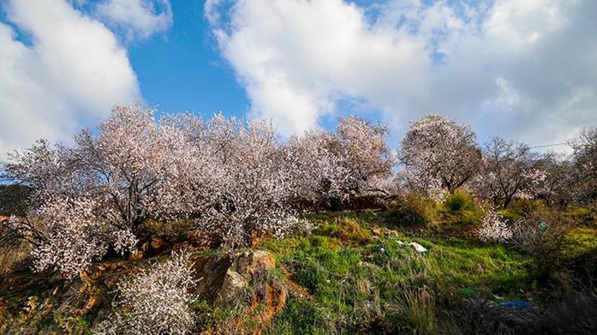 Antalya'da yalancı bahara aldanan badem ve kirazlar erken çiçek açtı, üreticiler diken üstünde