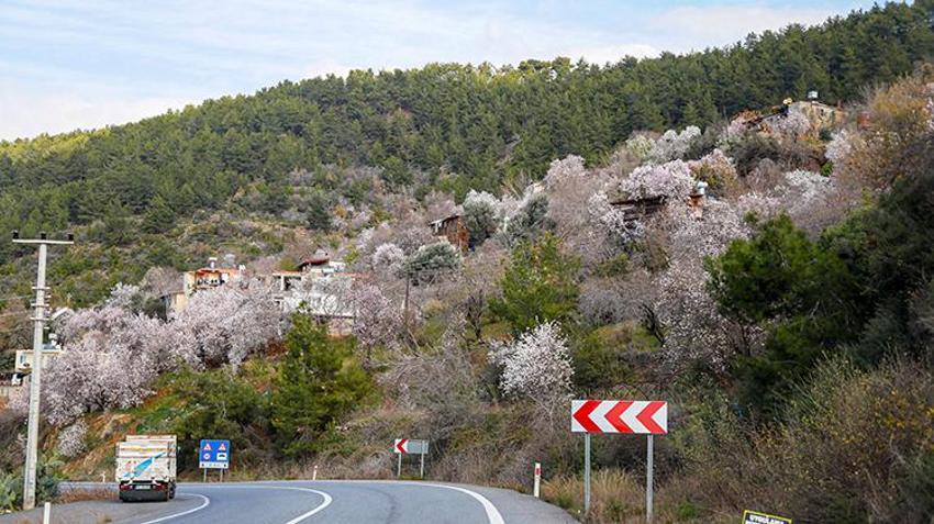 Antalya'da yalancı bahara aldanan badem ve kirazlar erken çiçek açtı, üreticiler diken üstünde
