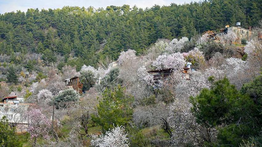 Antalya'da yalancı bahara aldanan badem ve kirazlar erken çiçek açtı, üreticiler diken üstünde