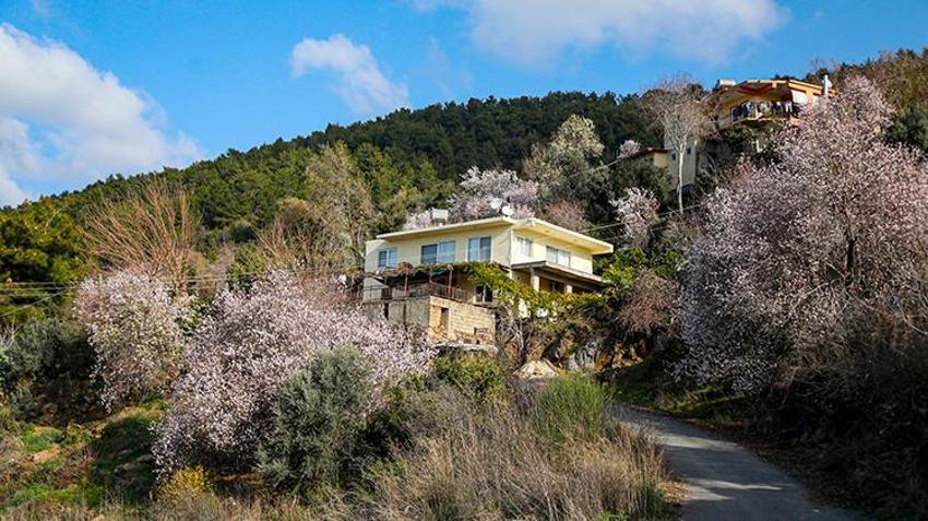 Antalya'da yalancı bahara aldanan badem ve kirazlar erken çiçek açtı, üreticiler diken üstünde