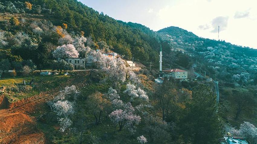 Antalya'da yalancı bahara aldanan badem ve kirazlar erken çiçek açtı, üreticiler diken üstünde