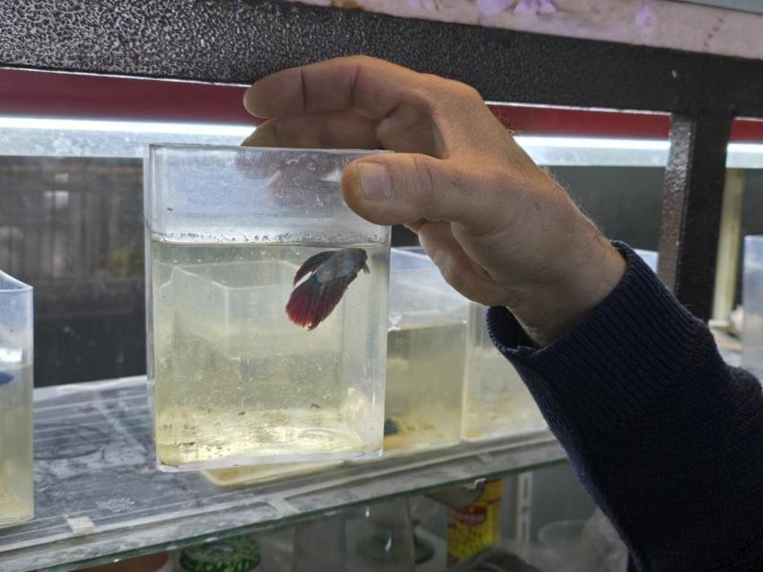 Kavgacı balıklar ayrı bölümlerde tutularak satışa sunuluyor