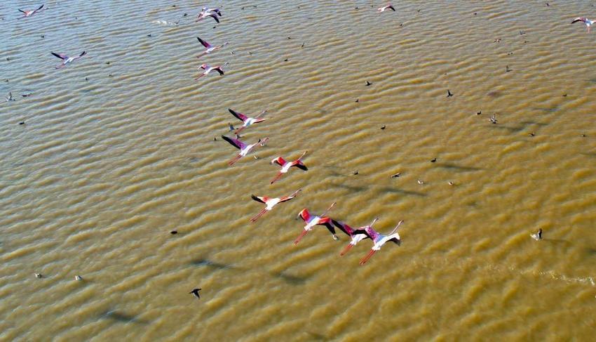 Akyatan Lagünü flamingolarına kavuştu: Binlerce flamingo lagünde görsel şölen oluşturdu