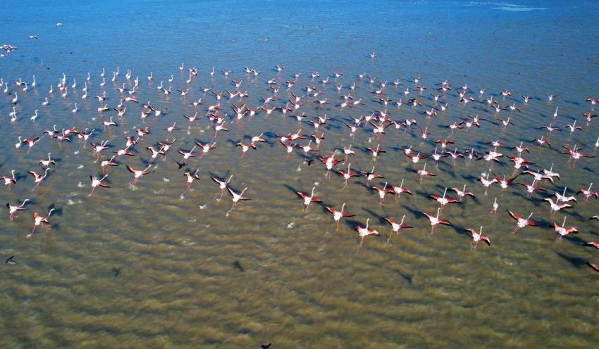 Akyatan Lagünü flamingolarına kavuştu: Binlerce flamingo lagünde görsel şölen oluşturdu