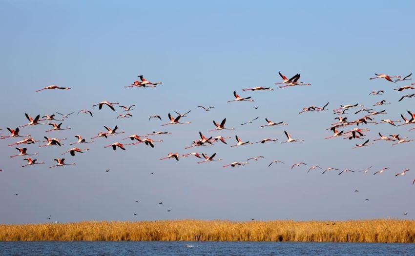 Akyatan Lagünü flamingolarına kavuştu: Binlerce flamingo lagünde görsel şölen oluşturdu