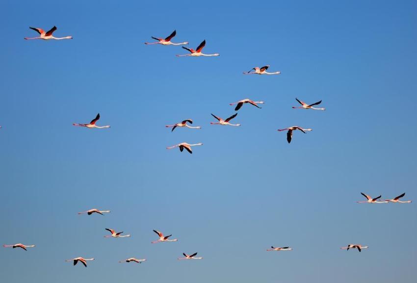 Akyatan Lagünü flamingolarına kavuştu: Binlerce flamingo lagünde görsel şölen oluşturdu