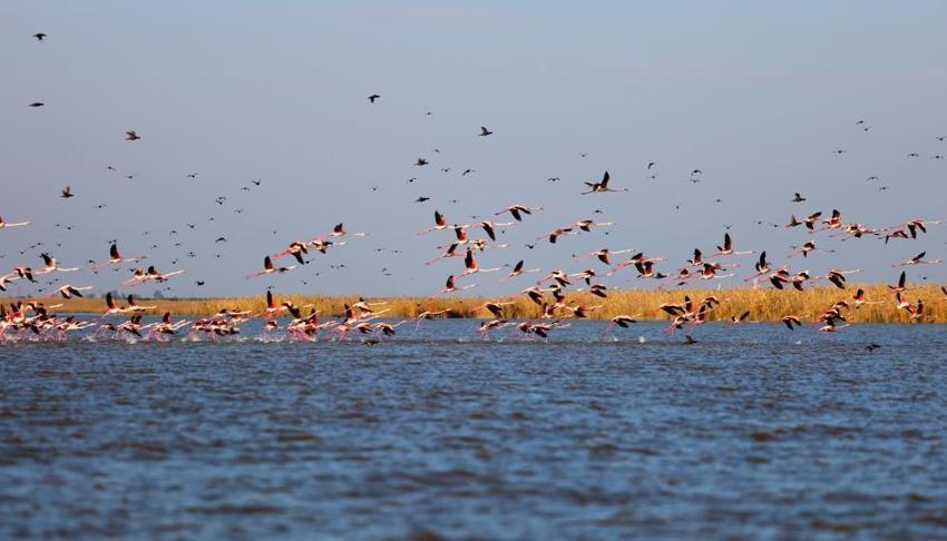 Akyatan Lagünü flamingolarına kavuştu: Binlerce flamingo lagünde görsel şölen oluşturdu