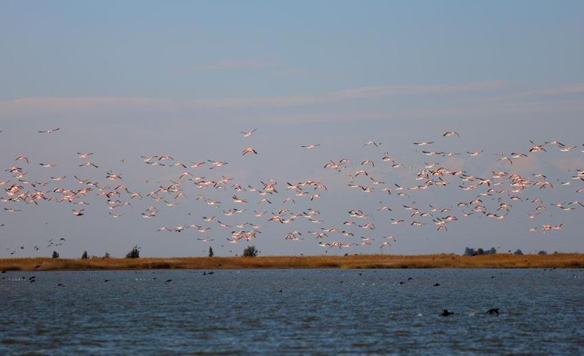 Akyatan Lagünü flamingolarına kavuştu: Binlerce flamingo lagünde görsel şölen oluşturdu