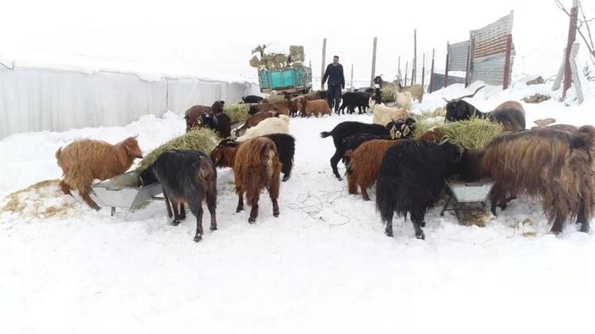 Şehir hayatından sıkılıp köyüne döndü, hayvancılığa başladı