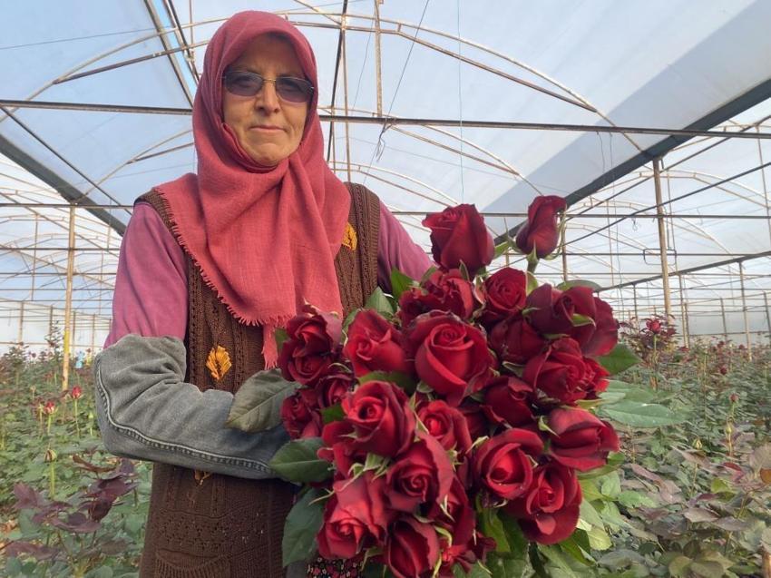 Antalya'da sevgililer gününe özel hasat başladı: Üreticilerin yüzü gülüyor