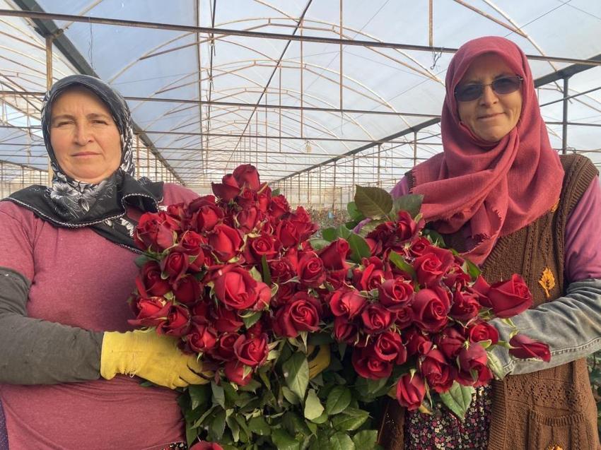 Antalya'da sevgililer gününe özel hasat başladı: Üreticilerin yüzü gülüyor