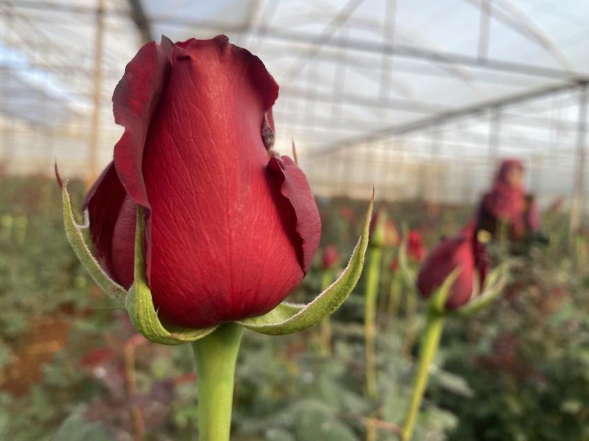 Antalya'da sevgililer gününe özel hasat başladı: Üreticilerin yüzü gülüyor