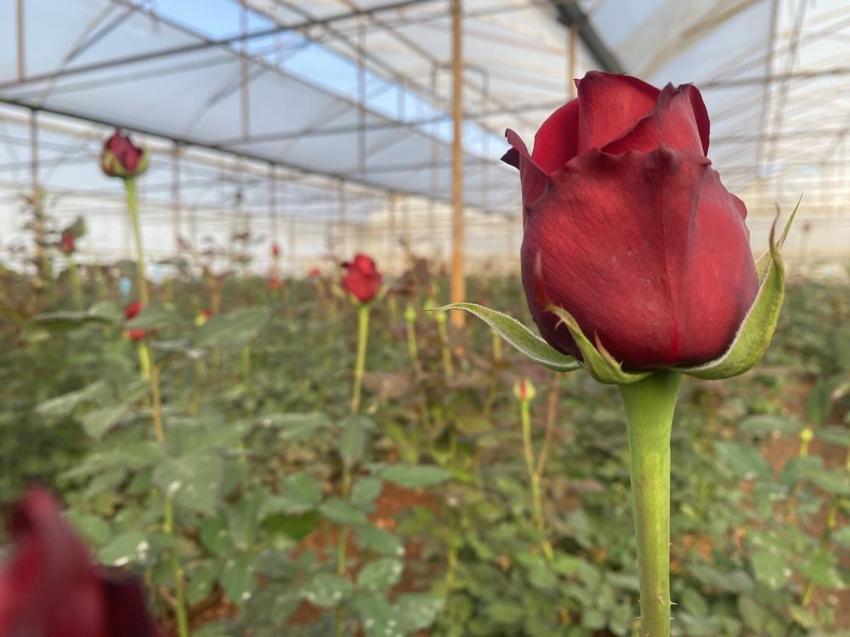 Antalya'da sevgililer gününe özel hasat başladı: Üreticilerin yüzü gülüyor
