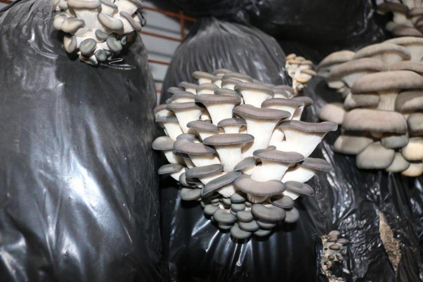 Erzincan halkına müjde! İlk kez üretimi yapılıyor: Evinin alt katında başardı