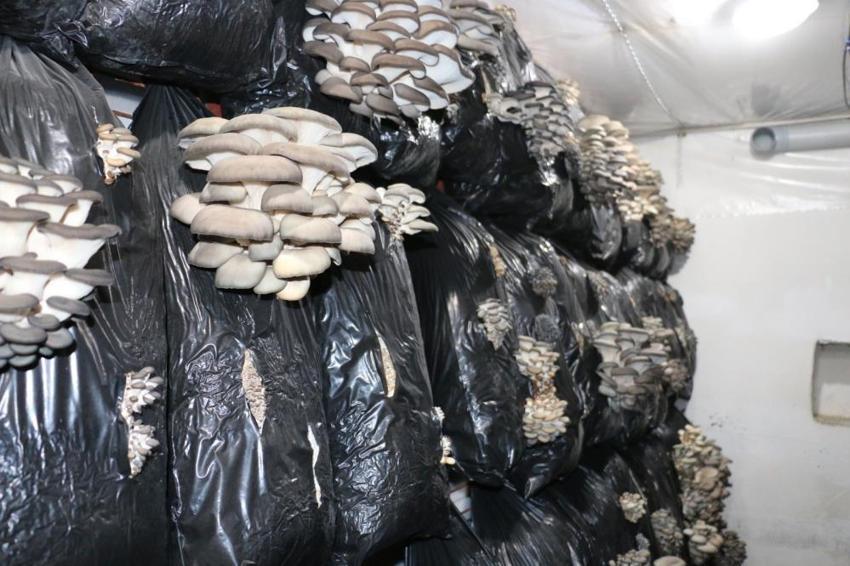 Erzincan halkına müjde! İlk kez üretimi yapılıyor: Evinin alt katında başardı