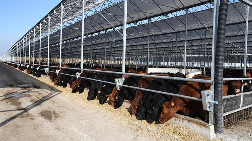 İthalatı durduracak projeye Adana'da start verildi! 'Danasını değil anasını alın'