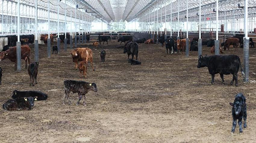 İthalatı durduracak projeye Adana'da start verildi! 'Danasını değil anasını alın'