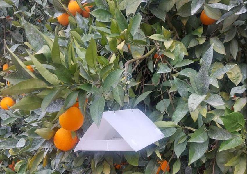 Avrupa ülkeleriyle tek başına rekabet ediyor! Adana narenciyesiyle dünya pazarına medyan okuyor
