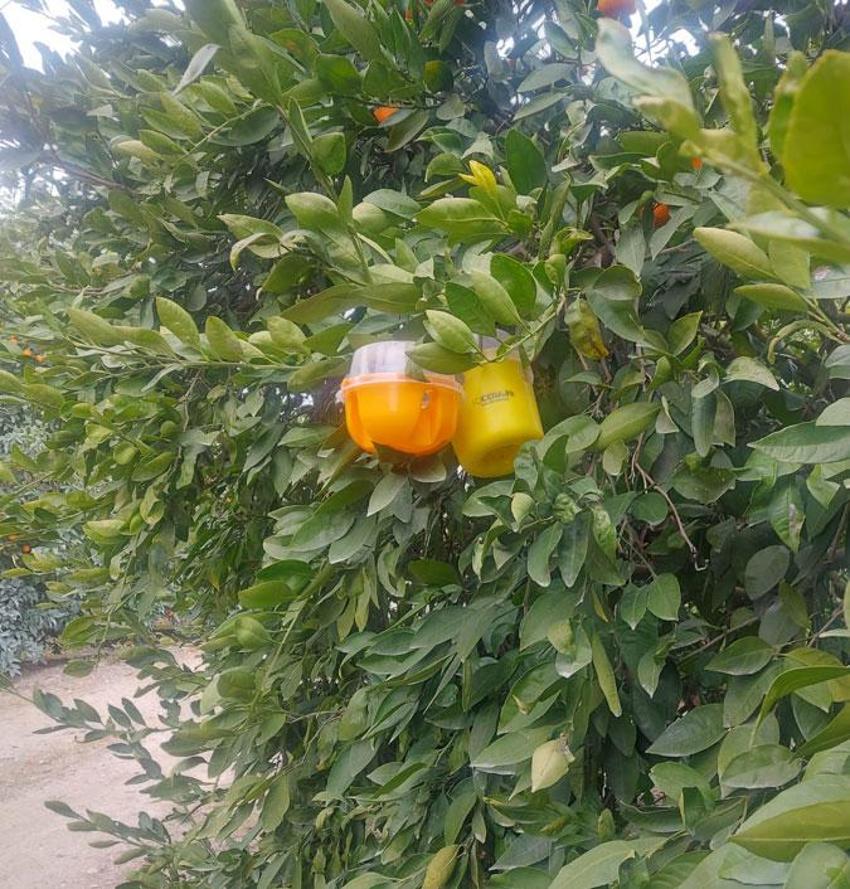Avrupa ülkeleriyle tek başına rekabet ediyor! Adana narenciyesiyle dünya pazarına medyan okuyor