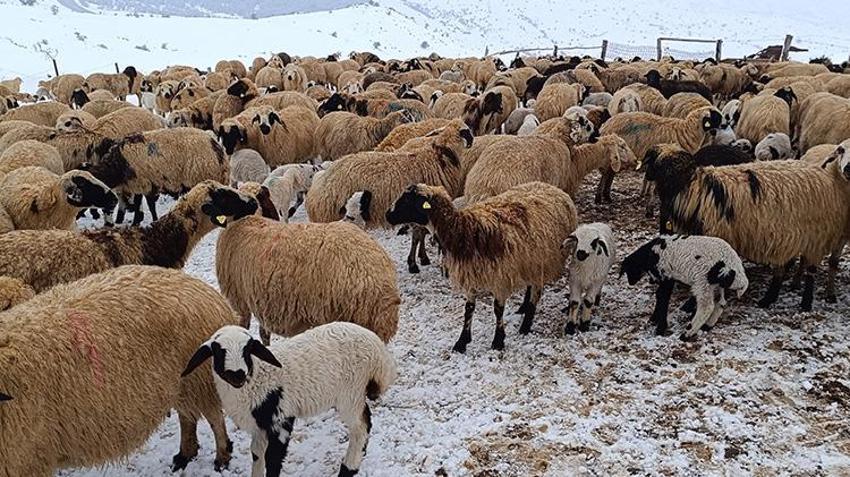 Elazığ'da göçerlerin zorlu yolculuğu! Beyaz örtünün içinde hayvanlarını besliyorlar