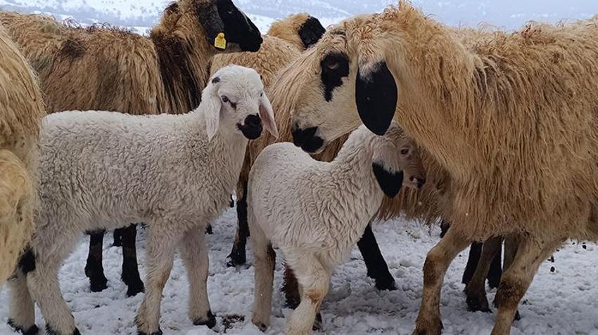 Elazığ'da göçerlerin zorlu yolculuğu! Beyaz örtünün içinde hayvanlarını besliyorlar