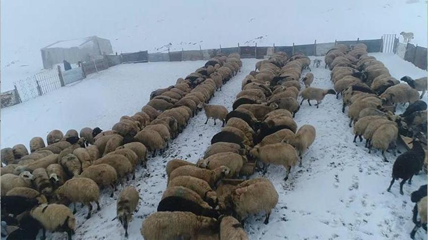 Elazığ'da göçerlerin zorlu yolculuğu! Beyaz örtünün içinde hayvanlarını besliyorlar