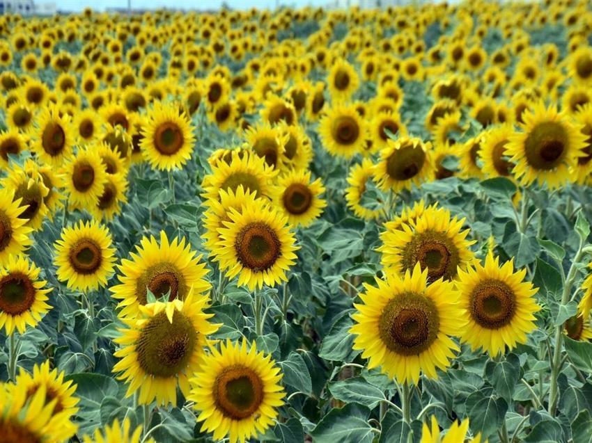 Edirneli üretici, mevsim değişikliği ile ayçiçeği ekimini öne çekti