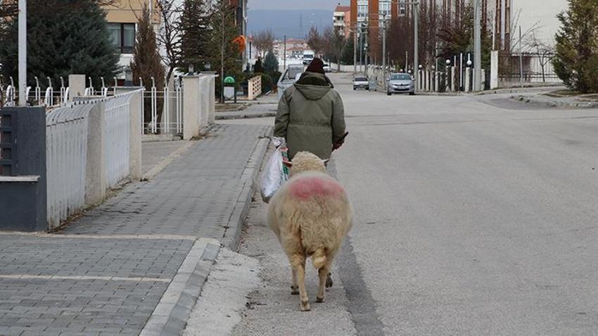 Kesmek için aldı can dostu oldu! Eskişehir'de 3 aylıkken aldığı koyunu 4 yıldır evinde besliyor