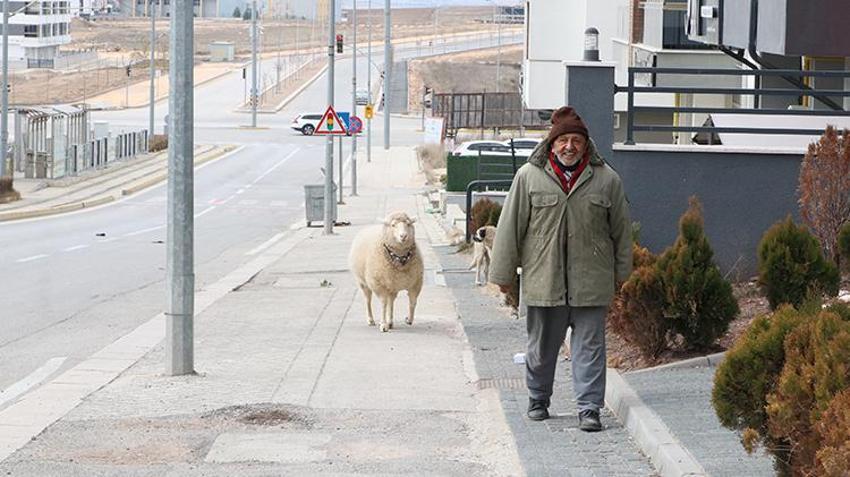 Kesmek için aldı can dostu oldu! Eskişehir'de 3 aylıkken aldığı koyunu 4 yıldır evinde besliyor