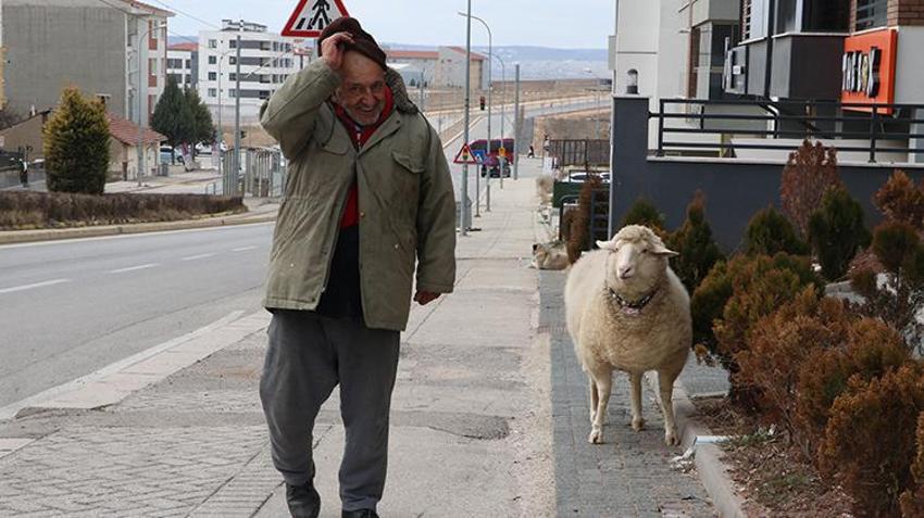Kesmek için aldı can dostu oldu! Eskişehir'de 3 aylıkken aldığı koyunu 4 yıldır evinde besliyor