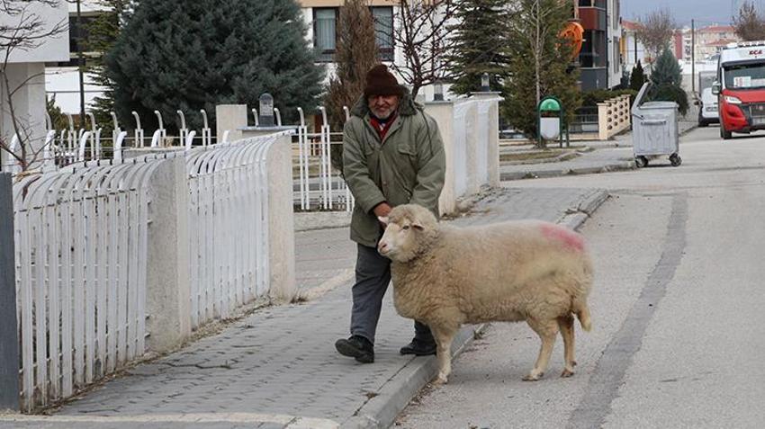 Kesmek için aldı can dostu oldu! Eskişehir'de 3 aylıkken aldığı koyunu 4 yıldır evinde besliyor